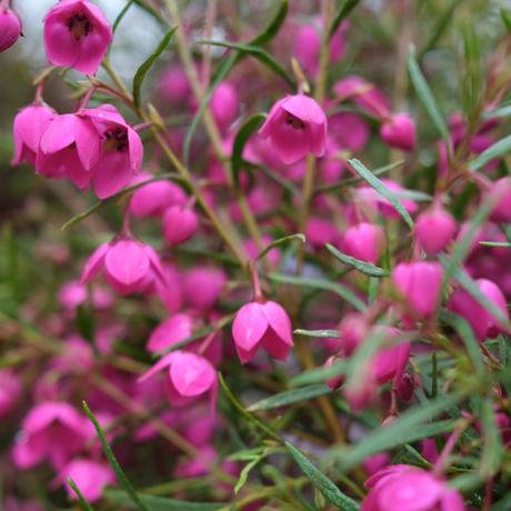 Spring in Bloom: Delicate Natives on Show