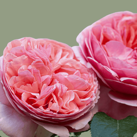 Roses