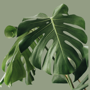 Indoor Plants