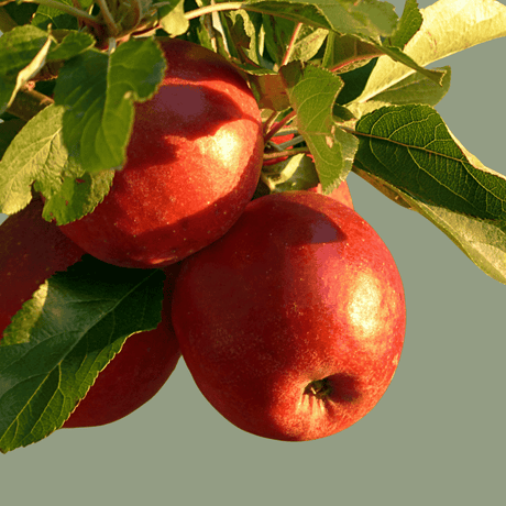 Fruit