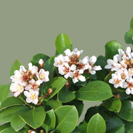 Shrubs