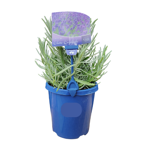 Lavender Elite English 15cm