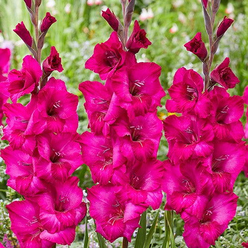 Gladiolus Natan - 5 Bulbs