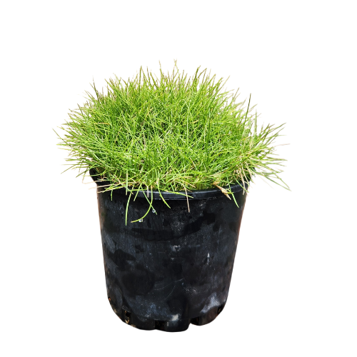 Zoysia tenuifolia 10cm