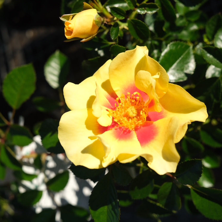 Rose 'Eye of the Tiger' Bush 20cm