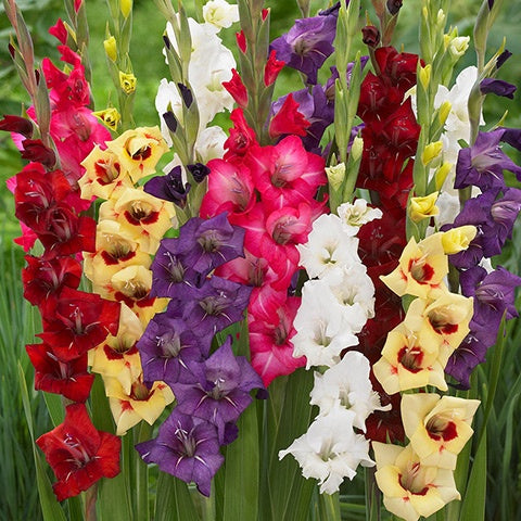 Gladiolus Glamourglad Mixed - 12 Bulbs