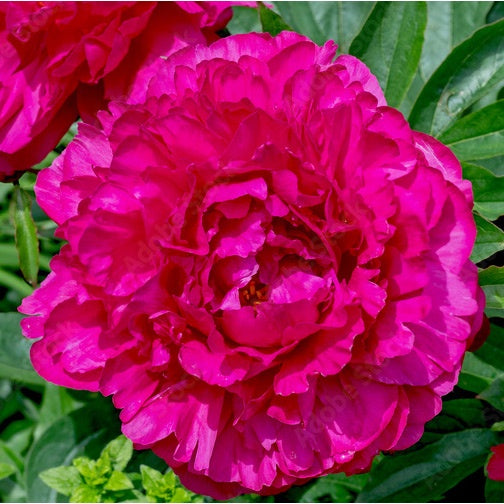 Peony Rose Felix Crousse - 1 Plant