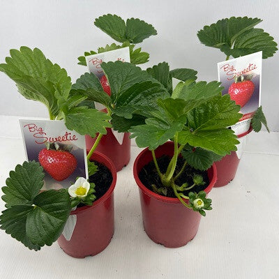 Strawberry Big Sweetie - 12cm