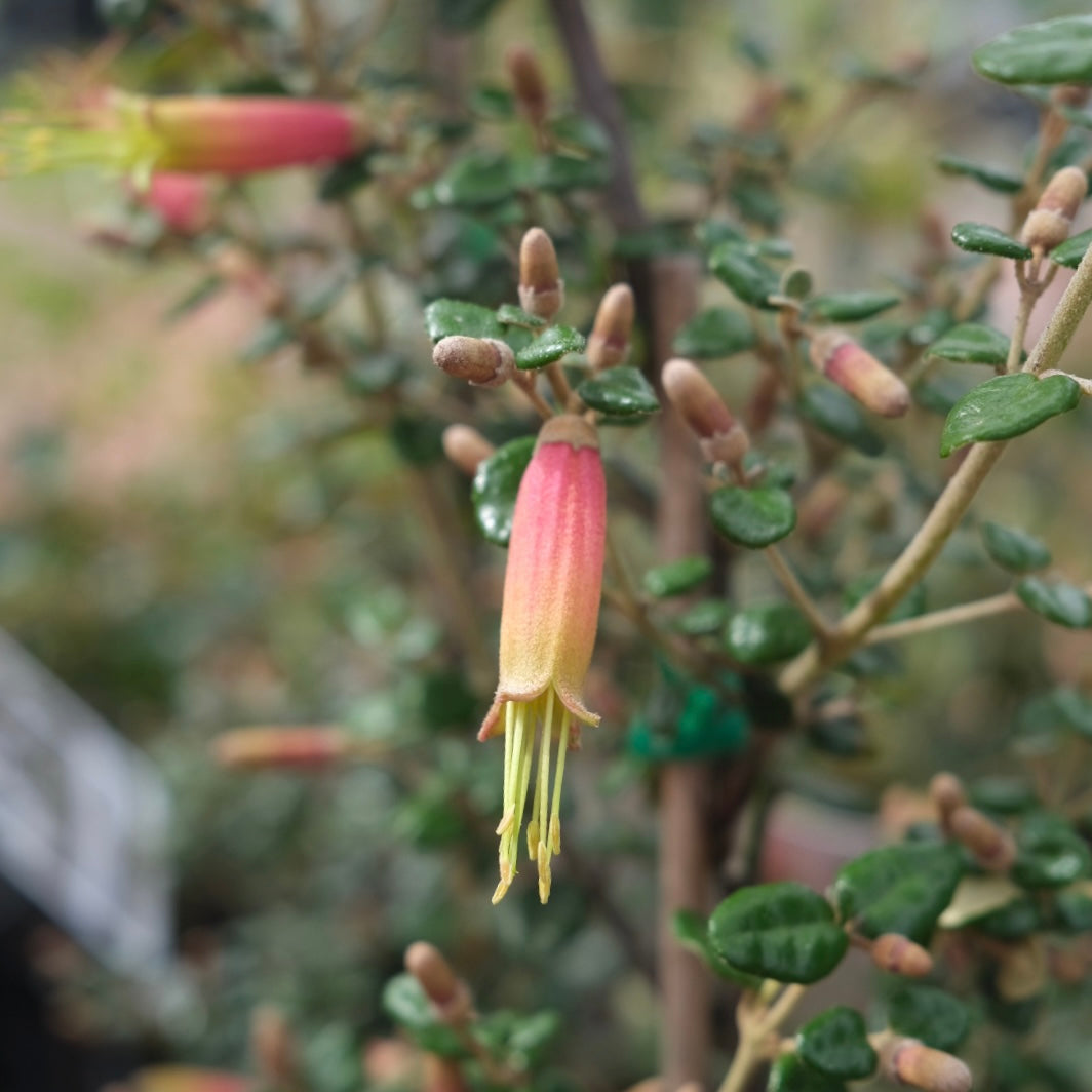 Correa Redex 14cm
