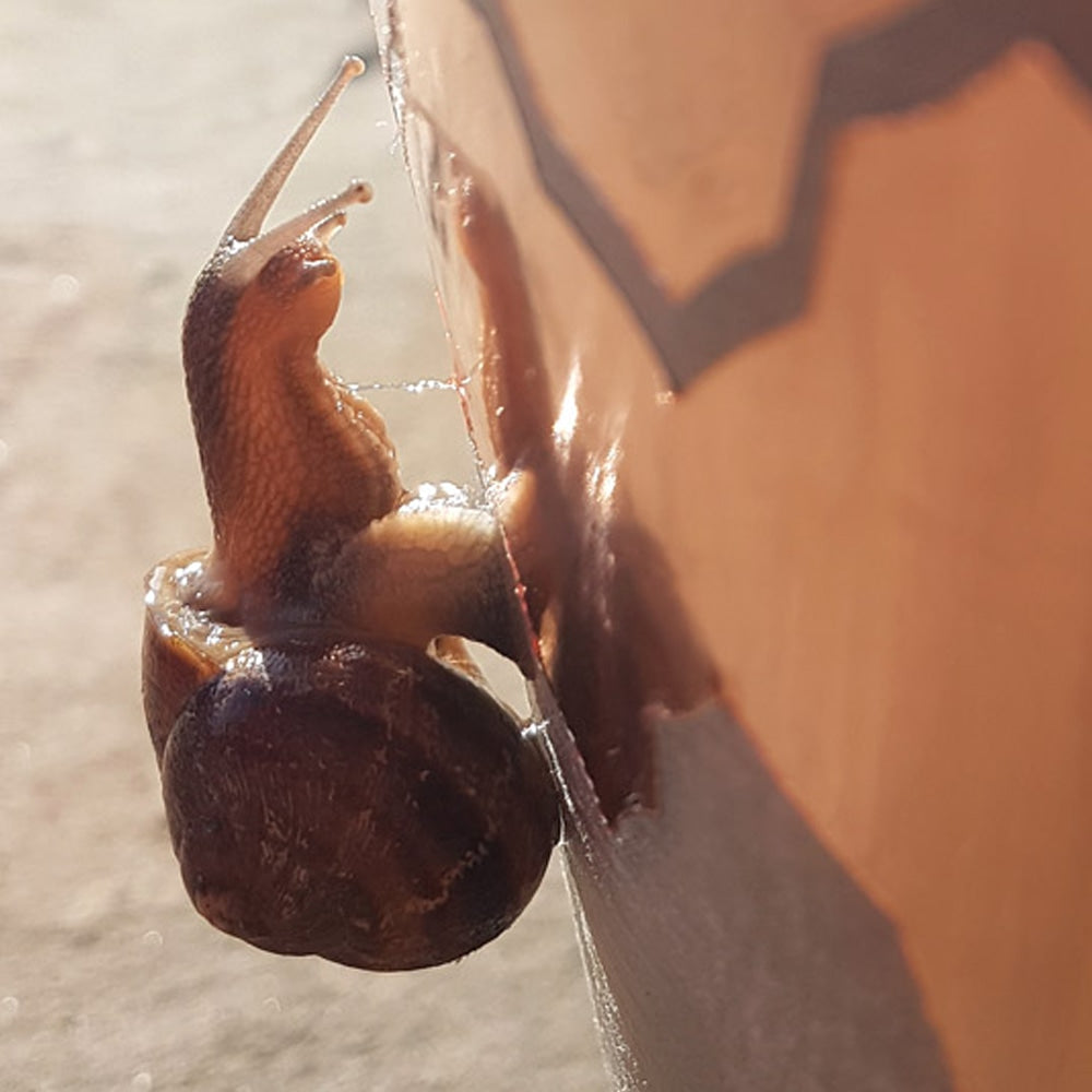 On-Guard Snail & Slug Barrier 4m