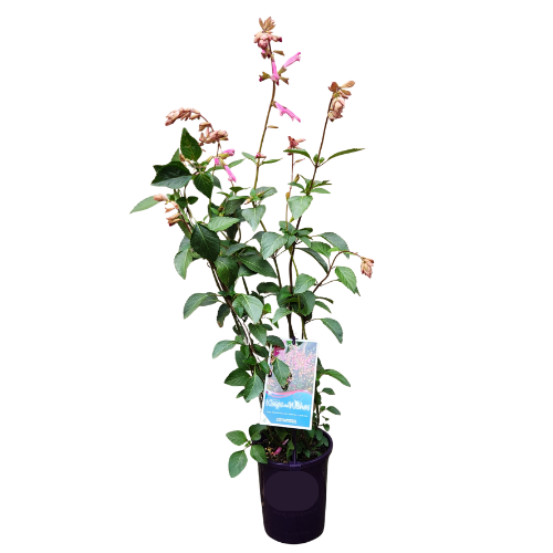 Salvia Kisses and Wishes 14cm