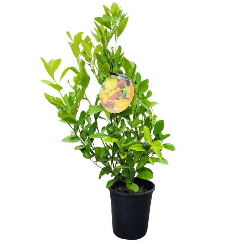 Cumquat Courtyard 17cm