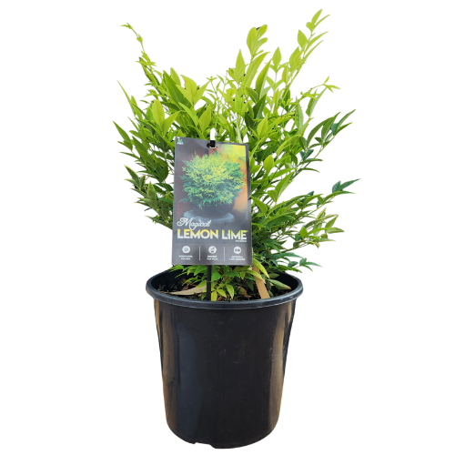 Nandina Lemon Lime 20cm