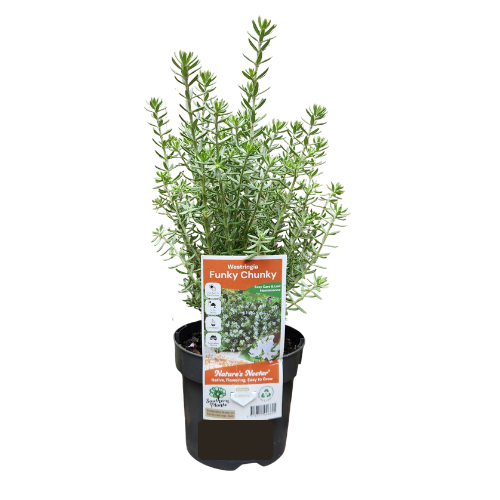 Westringia Funky Chunky 14cm