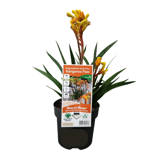 Kangaroo Paw Bush Fire 14cm