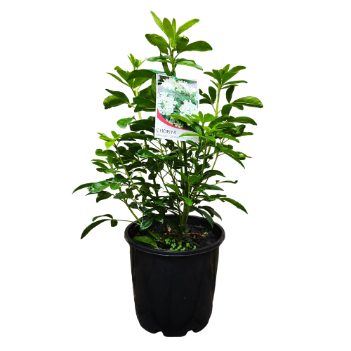 Choisya ternata_20cm