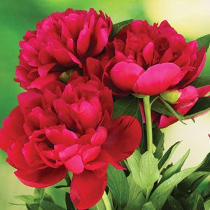 Peony Rose Dr Greveaux - 1 Plant