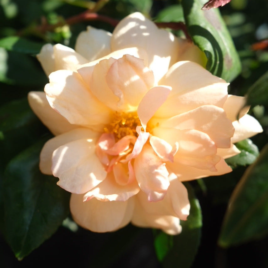 Rose 'Crepuscule' Climbing 20cm