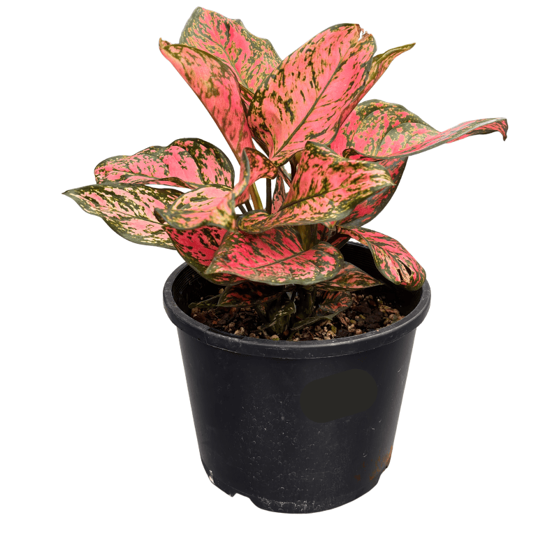 Aglaonema Assorted 20cm