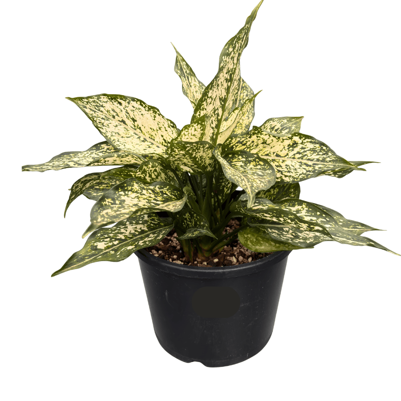 Aglaonema Assorted 20cm