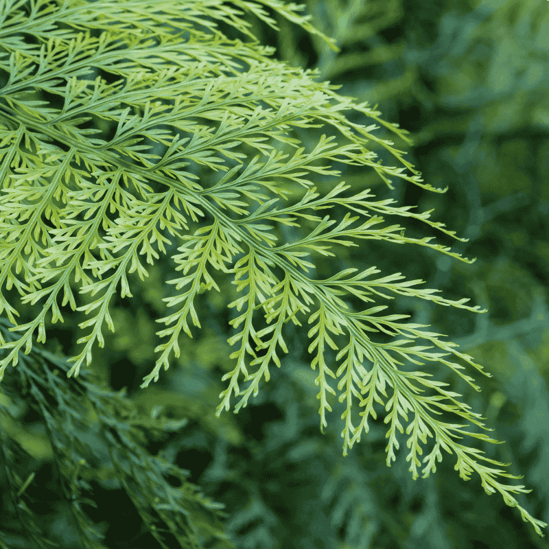Asplenium bulbiferum 18cm