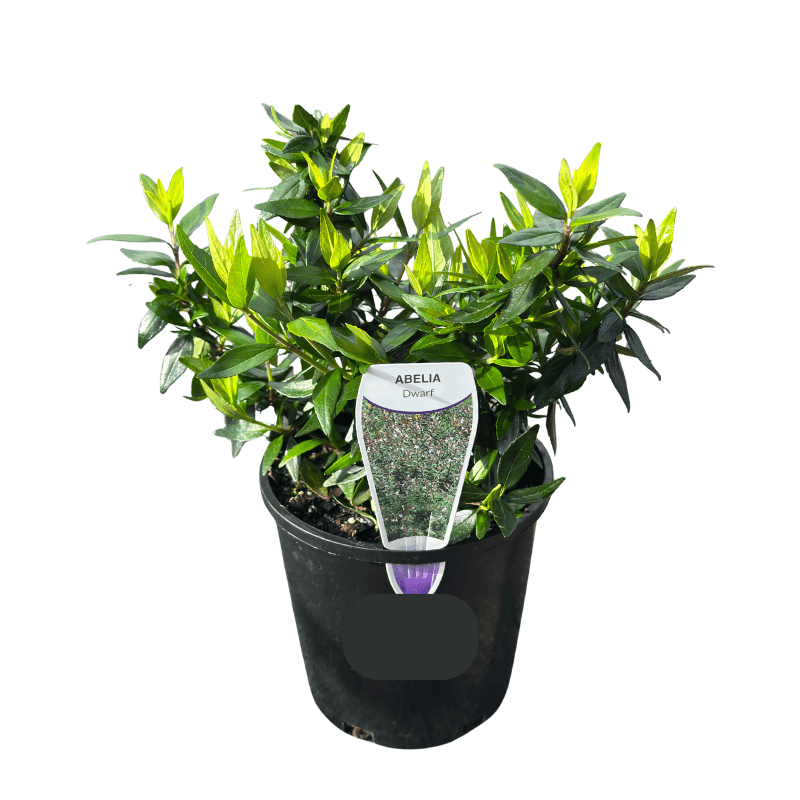 Abelia grandiflora nana 14cm