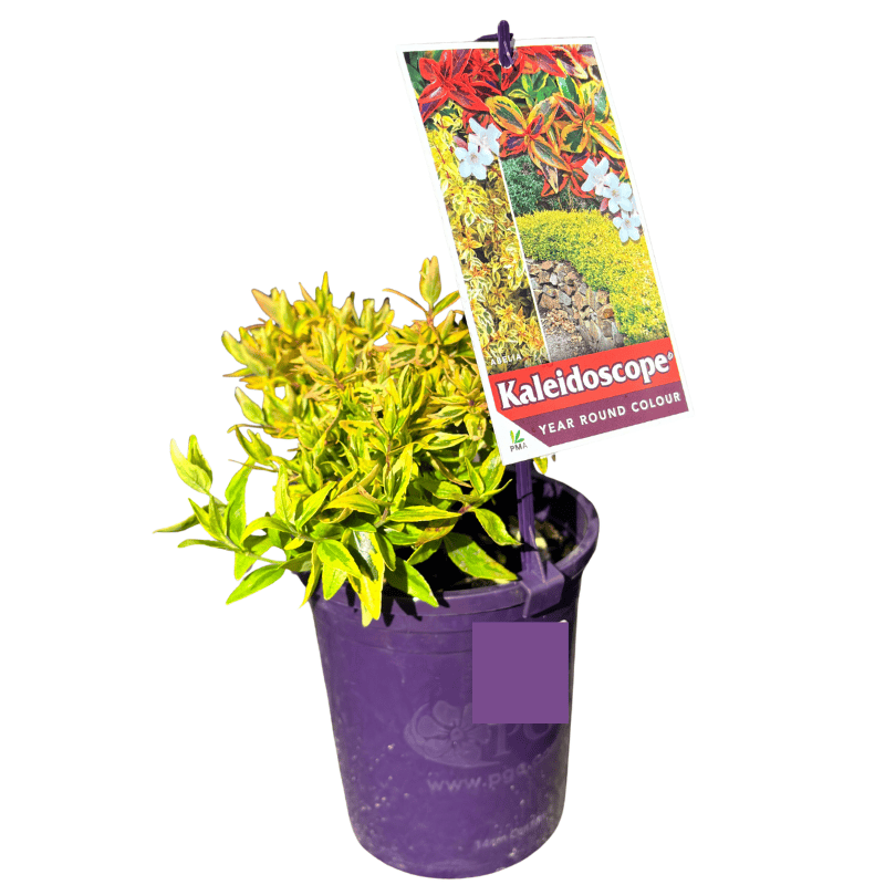 Abelia 'Kaleidoscope' 14cm