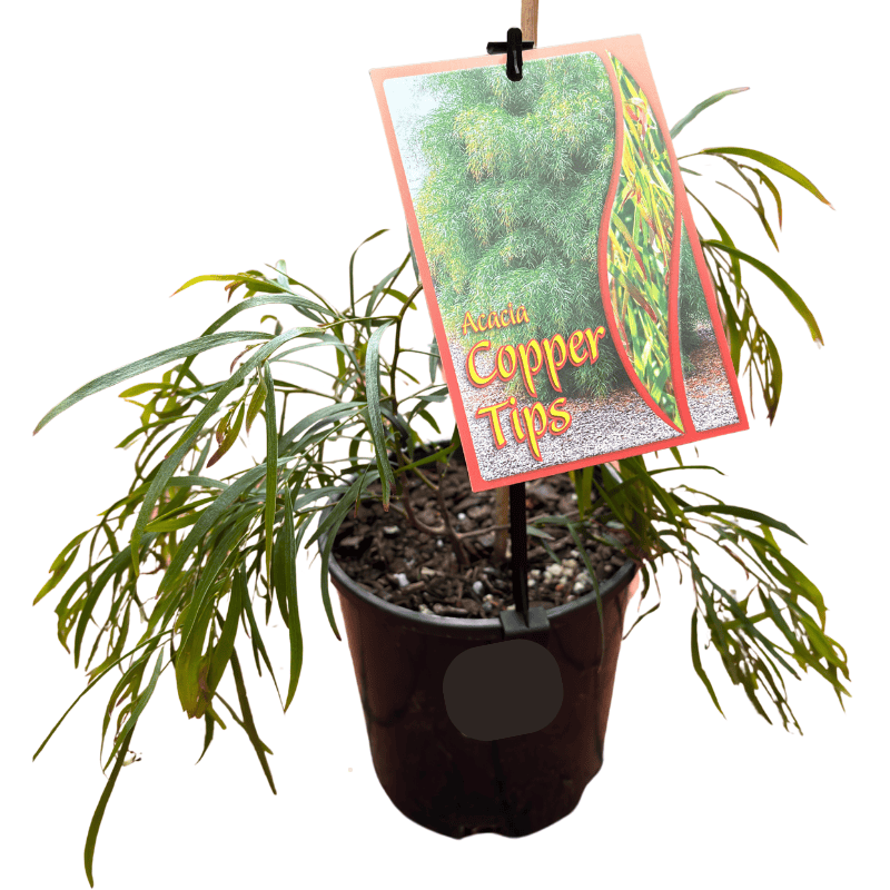 Acacia cognata Copper Tips 14cm