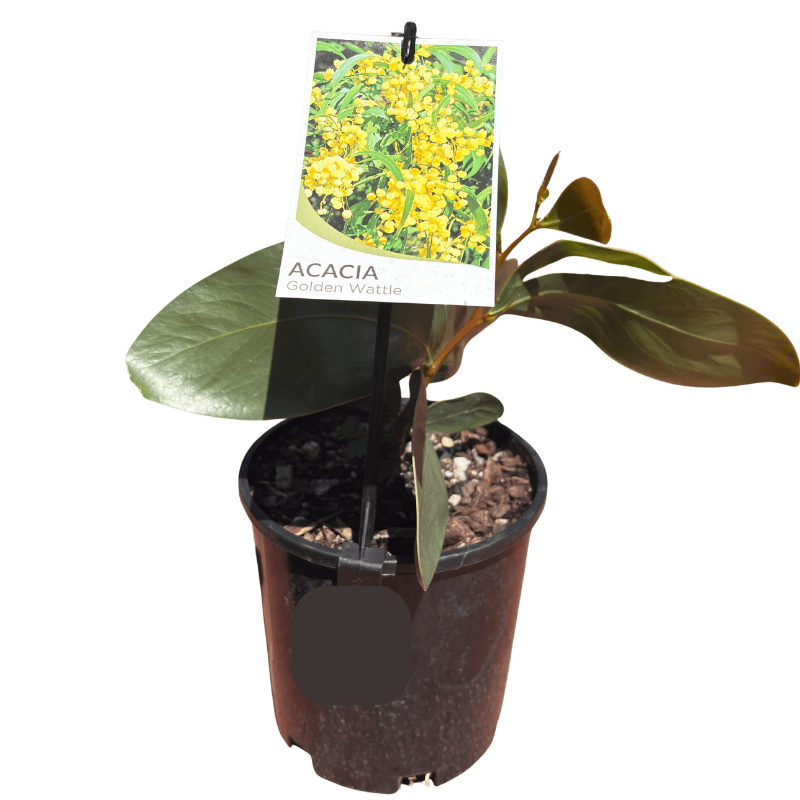 Acacia 'Golden Wattle' 14CM