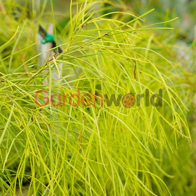 Acacia cognata 'Lime Magik' 14cm