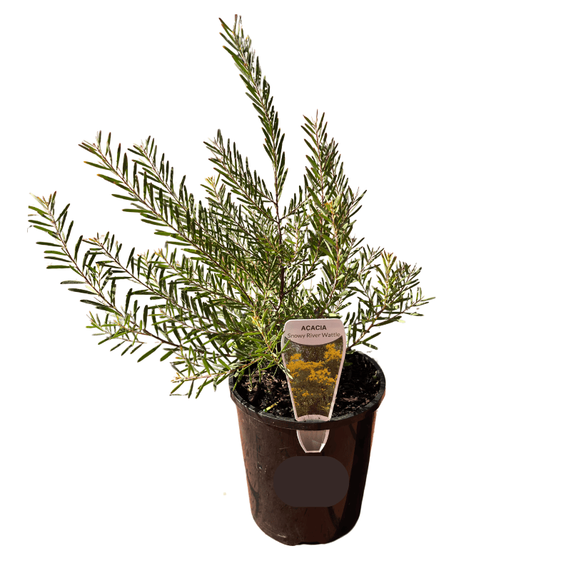 Acacia boormanii - Snowy River Wattle 14cm