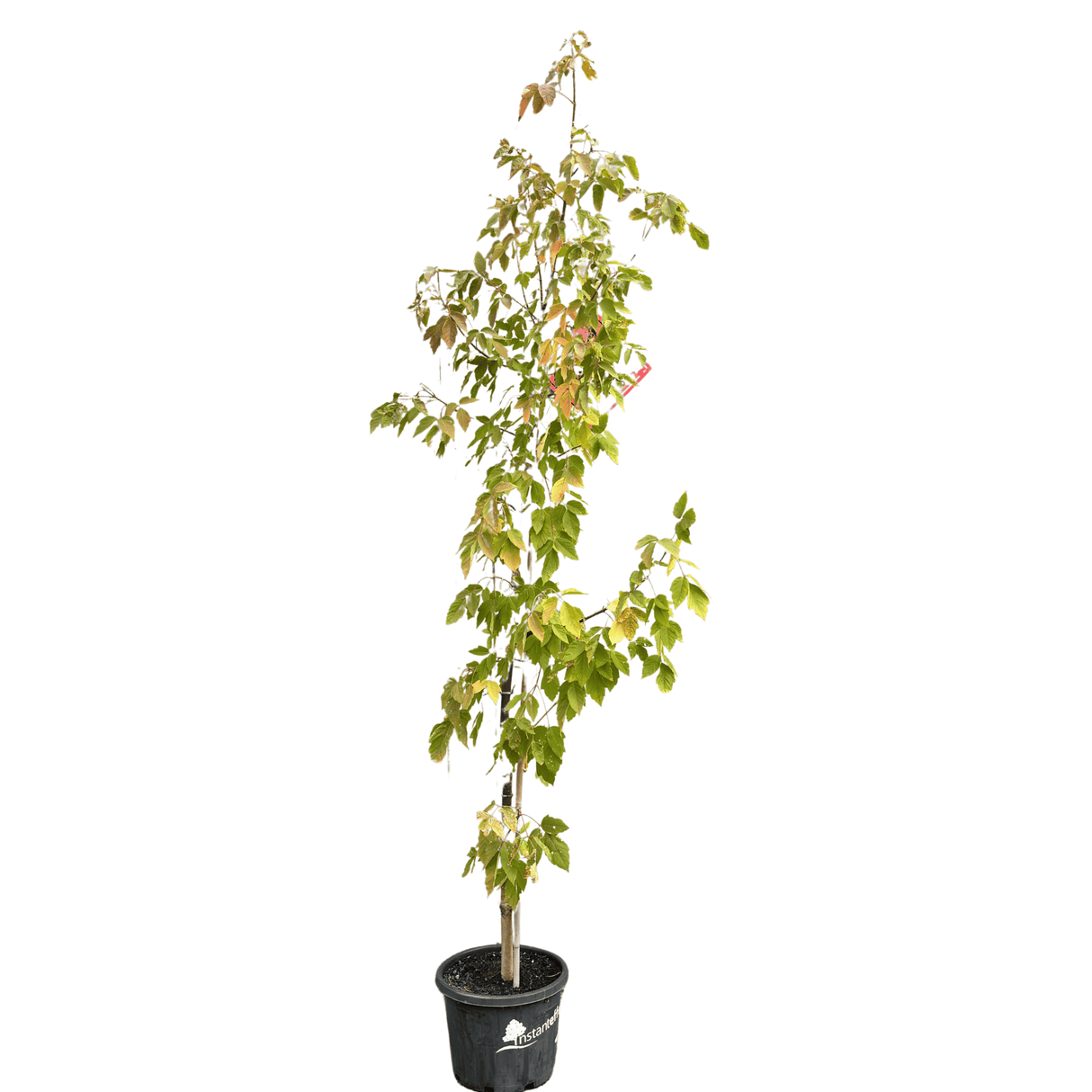Acer negundo Sensation 33cm