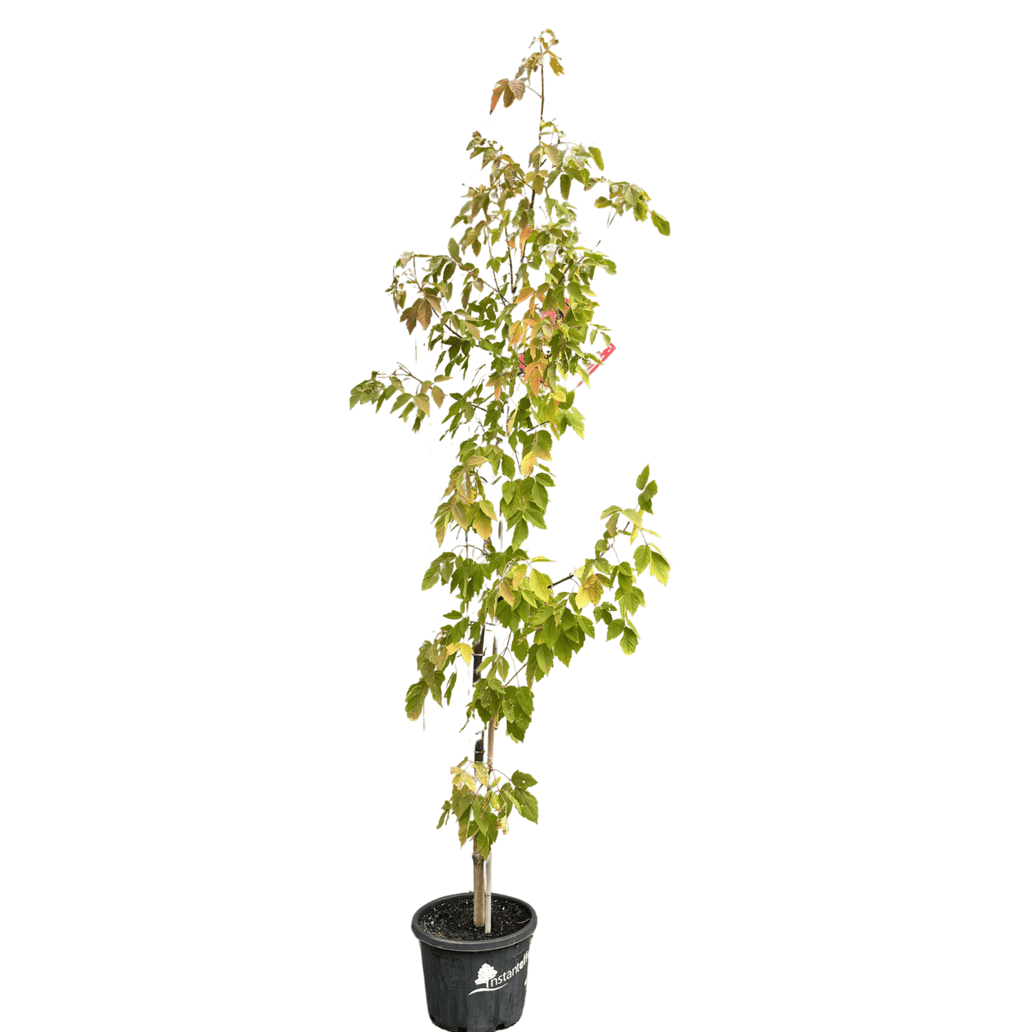 Acer negundo Sensation 33cm