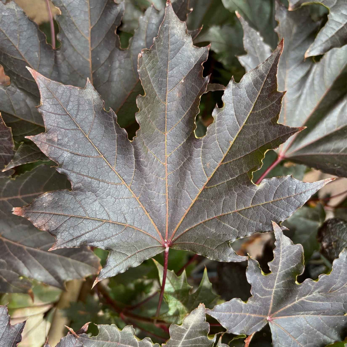 Acer platanoidies 'Crimson Sentry' 33cm