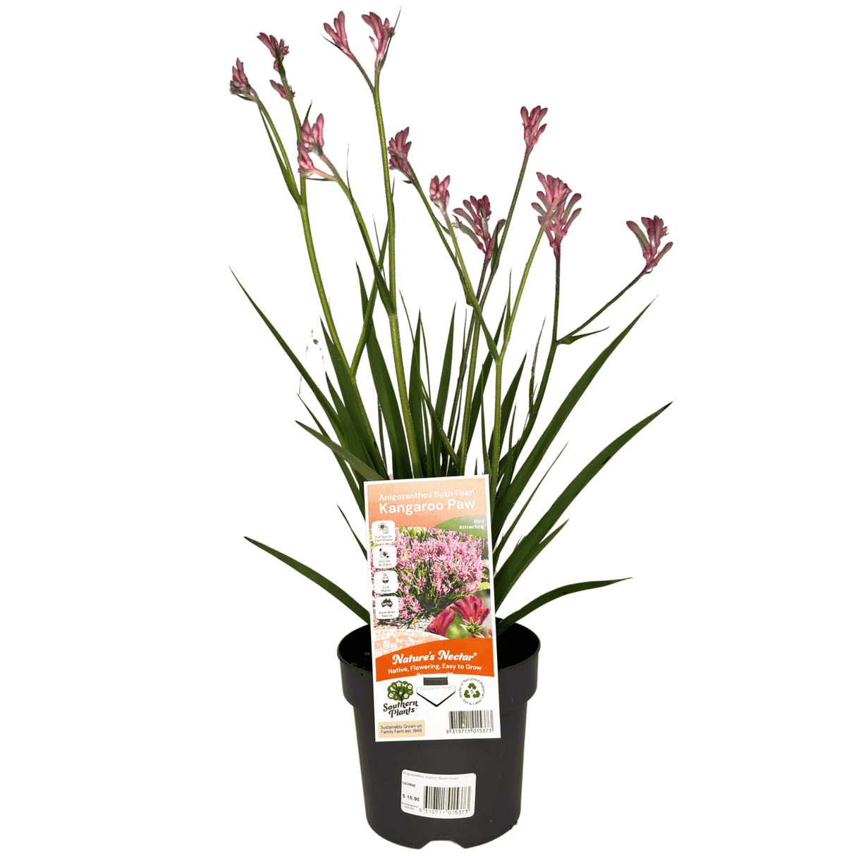 Kangaroo Paw 'Bush Pearl' 14cm