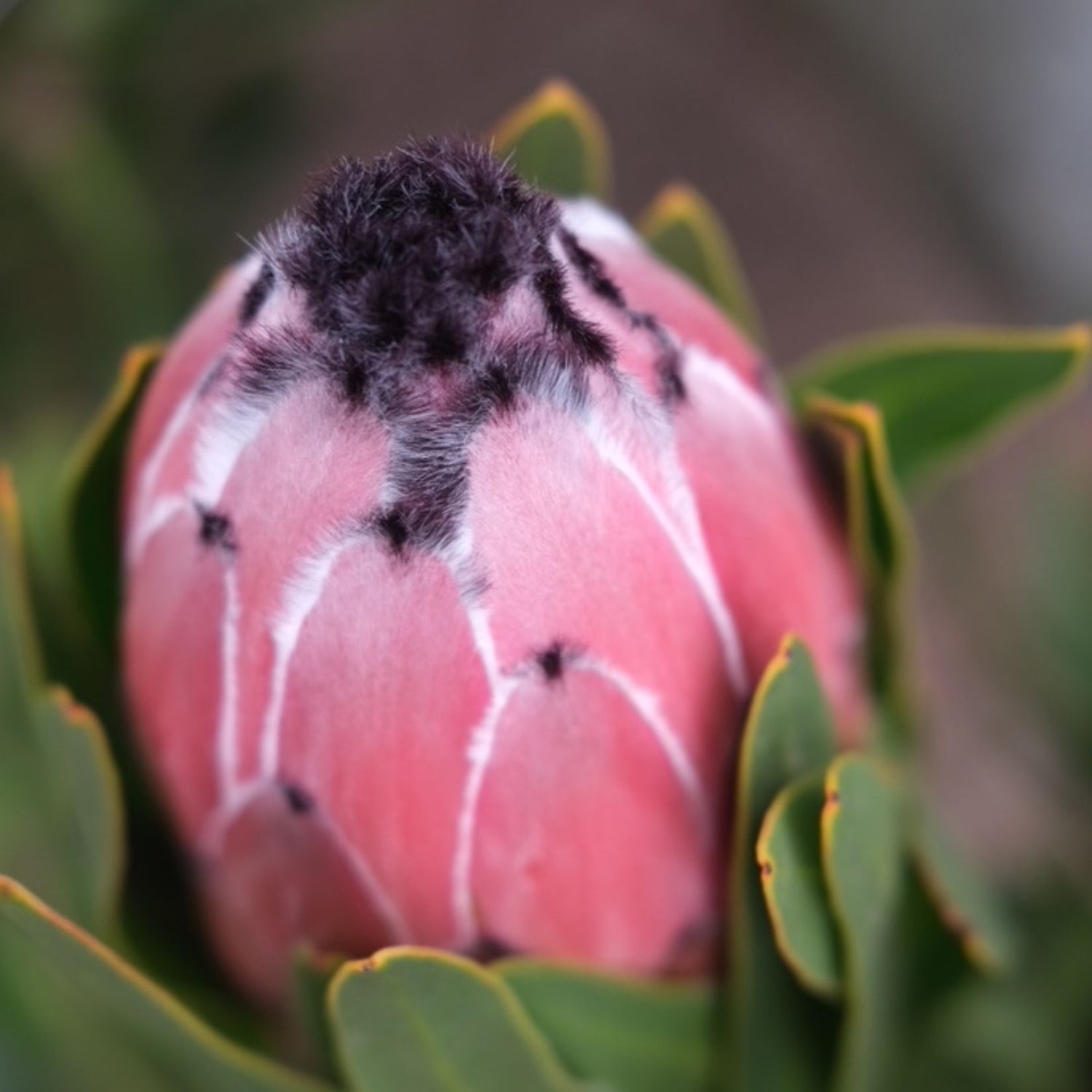 Protea 'Australis Ruby' 14cm