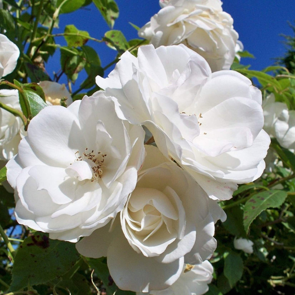 Rose 'Iceberg' 3ft Standard 25cm
