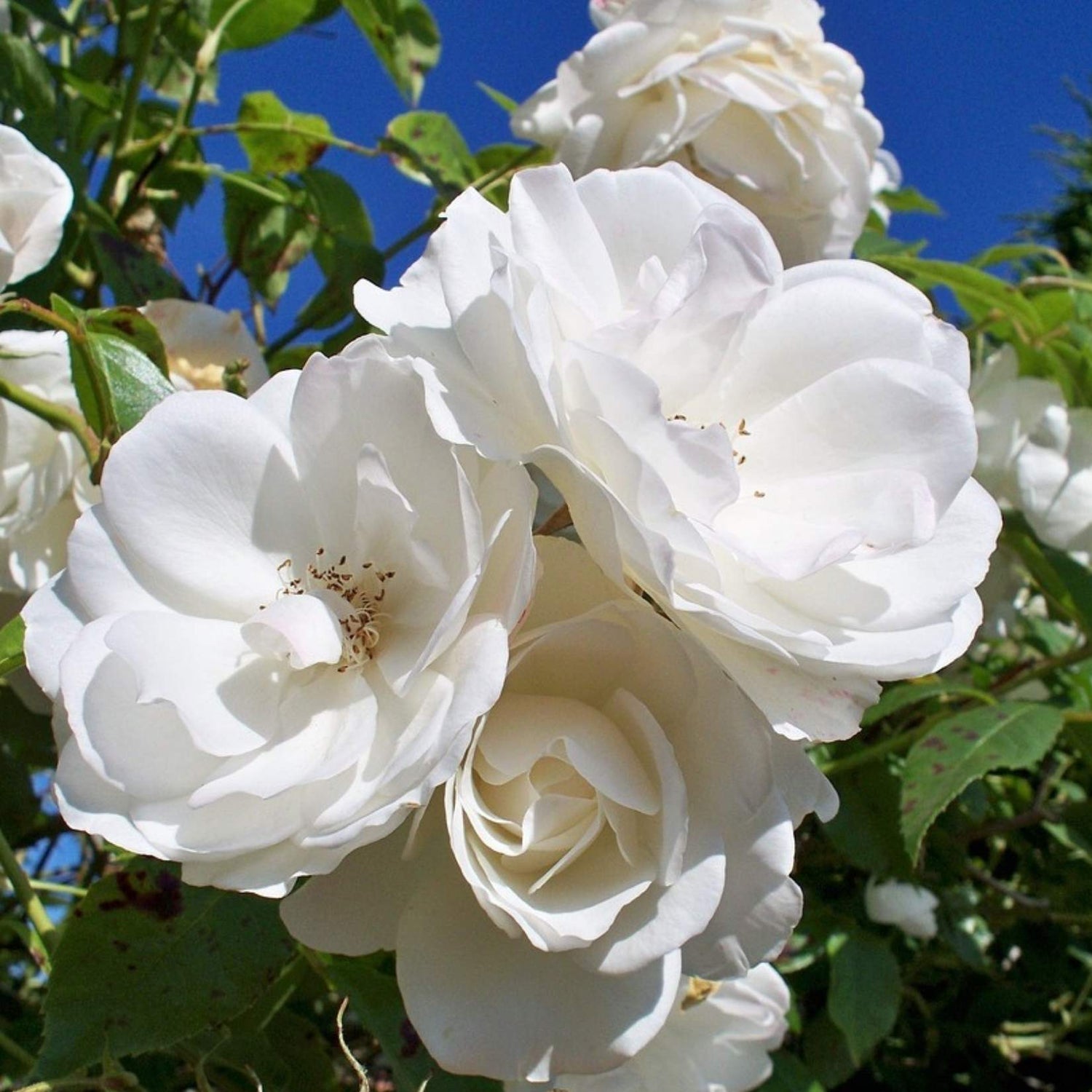 Rose 'Iceberg' 3ft Standard 25cm