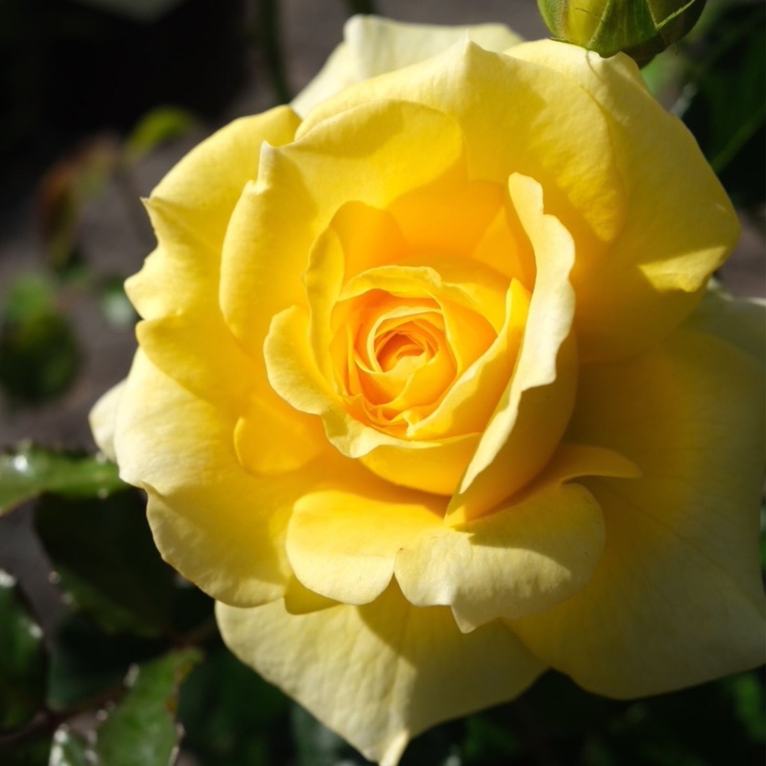 Rose 'Gold Bunny' Bush 20cm