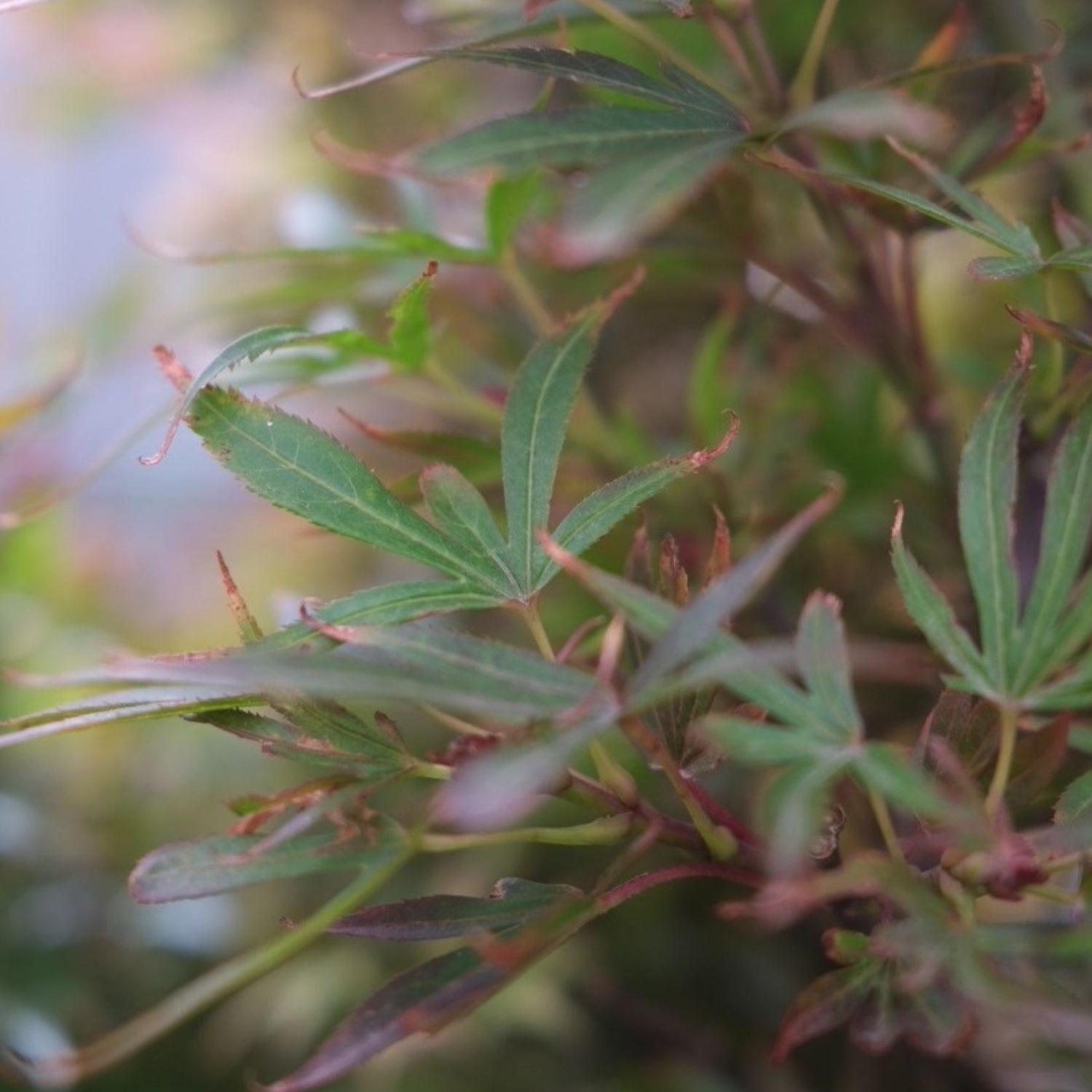 Acer palmatum 'Shaina' Standard 40cm