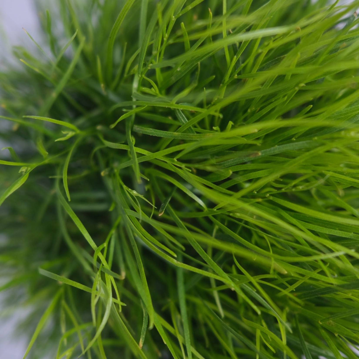 Acacia cognata 'Limelight' 14cm