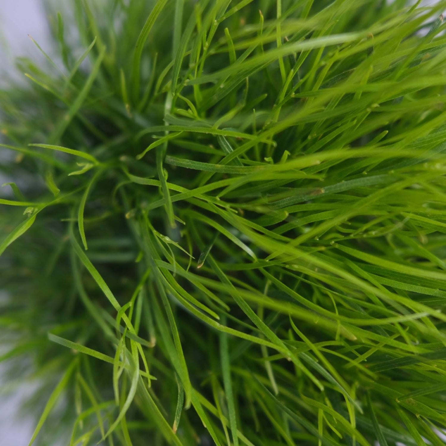 Acacia cognata 'Limelight' 14cm