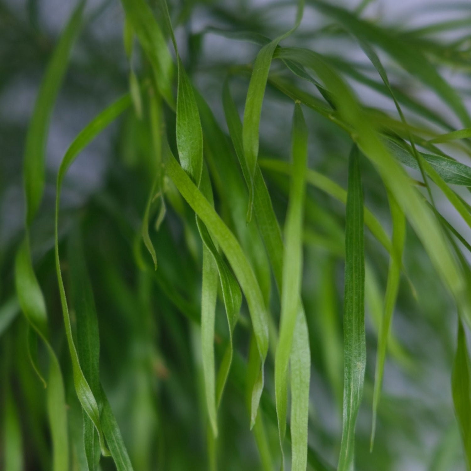 Acacia cognata 'Fettuccini' 14cm