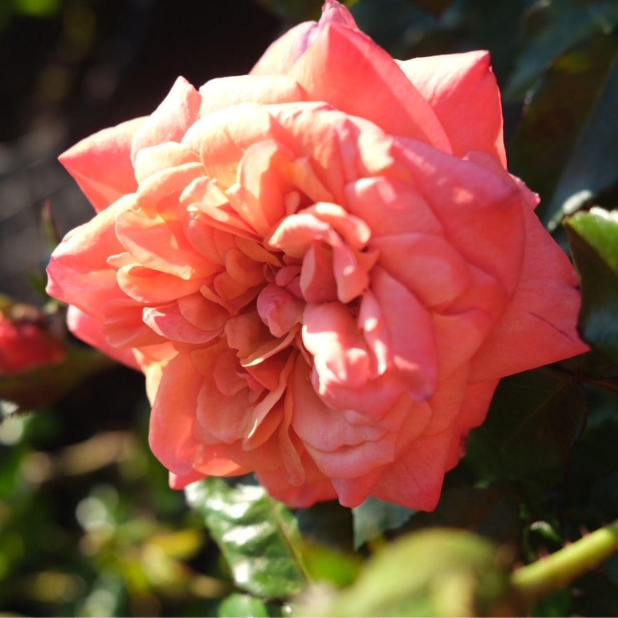 Rose 'Remember Me' Bush 20cm