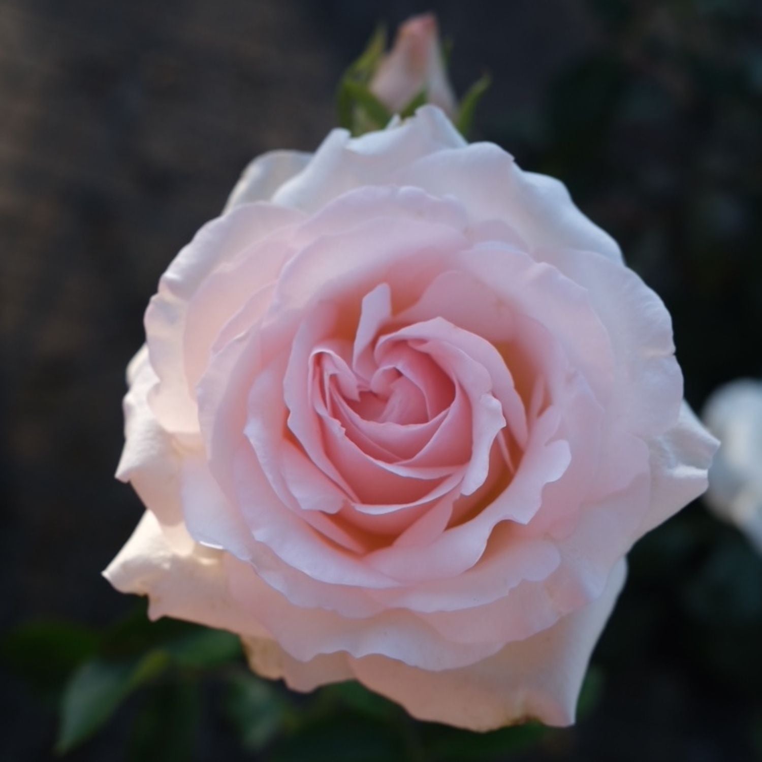Rose 'Mother's Love' Bush 20cm