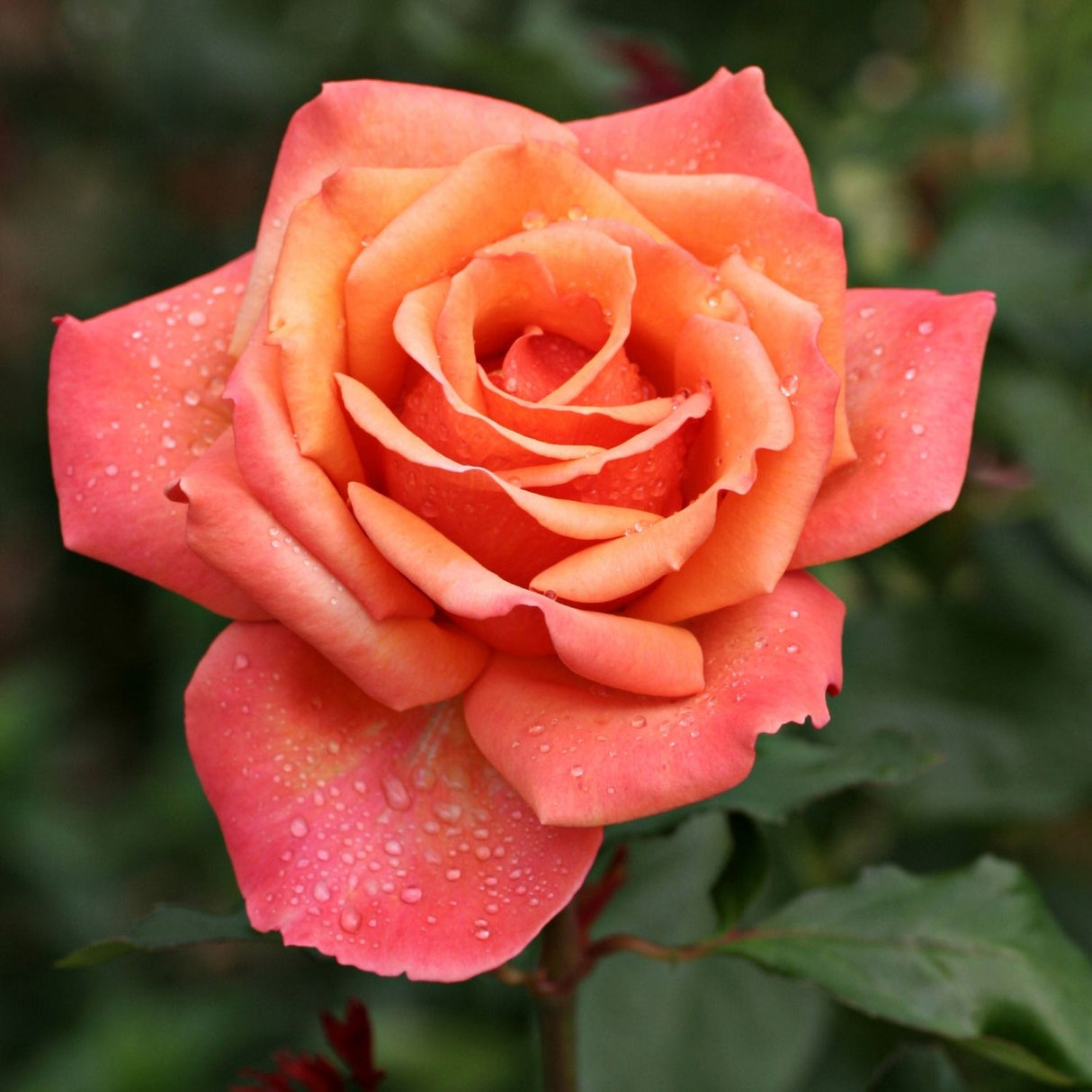 Rose 'Tuscan Sun' Bush 20cm