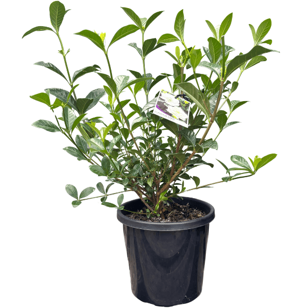 Gardenia augusta Aimee Yoshiba 20cm