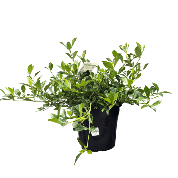 Gardenia Florida 25cm
