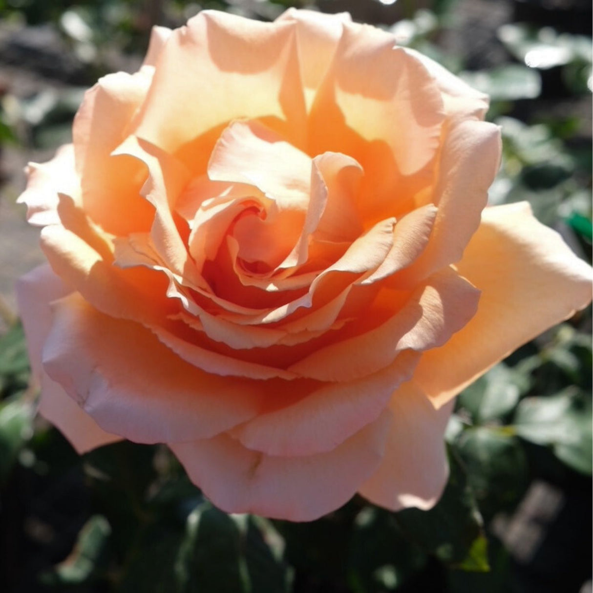 Rose 'Just Joey' 3ft Standard 25cm