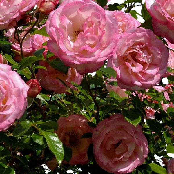 Rose 'Albertine' Climbing 20cm